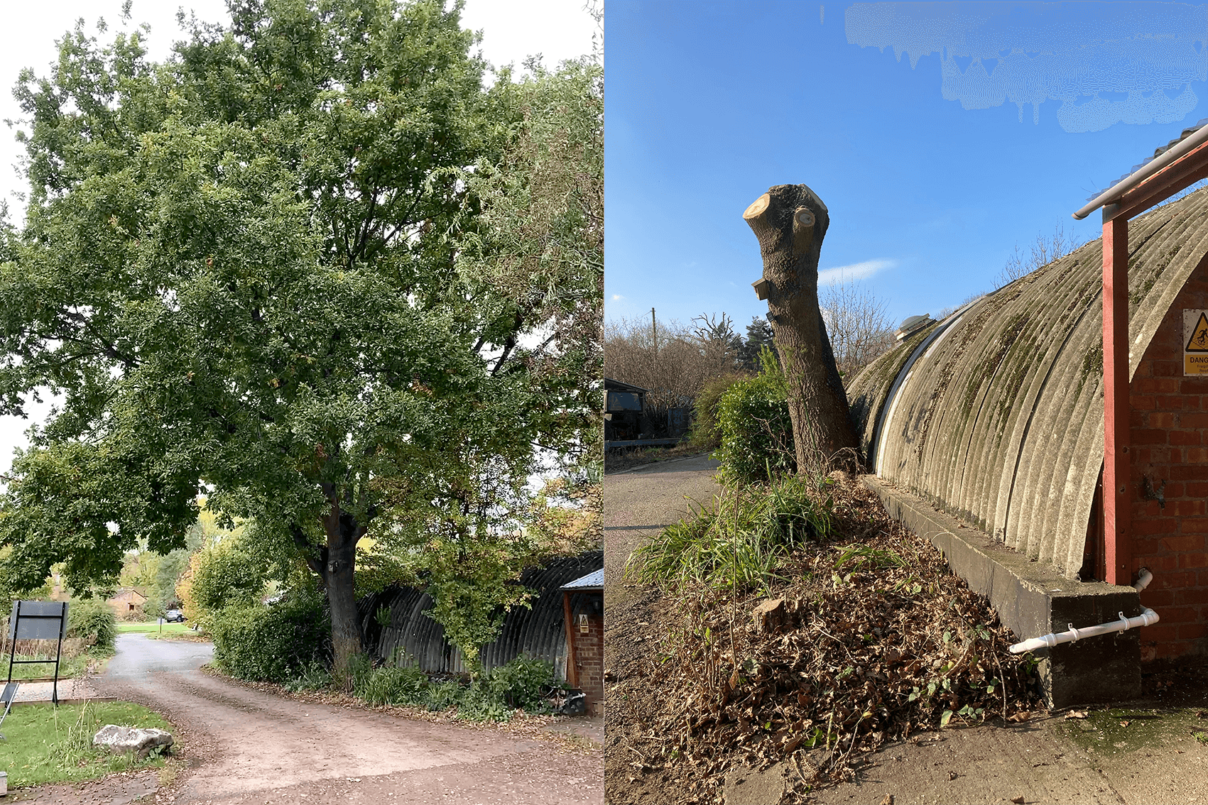 Before and after of the oak outside Bill Bird Shoes' Cotwolds workshop